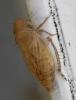 Streptanus sp.